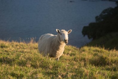 Sheep on Urupukapuka Island