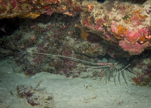 Lobster - Tubbataha Reef Philippines