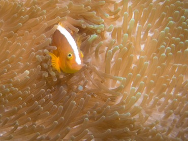 Clown fish - Tubbataha Reef Philippines