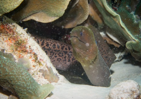 Moray Eel Tubbataha Reef Philippines