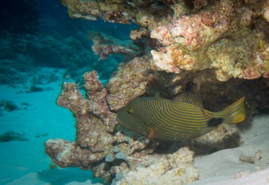 Tubbataha Reef Philippines