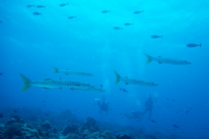 Barracuda - Tubbataha Reef Philippines