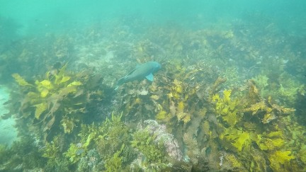 Blue grouper - Manly to Shelly Swim