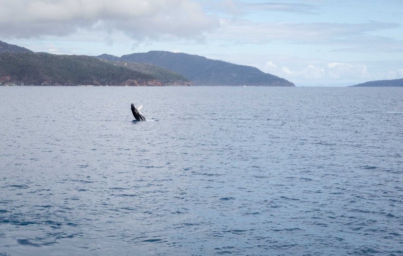 Baby whale Breaching - Great Barrier Reef