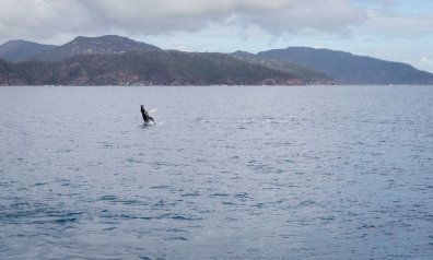 Baby Whale Breaching - Great Barrier Reef